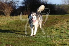 Alaskan Malamute