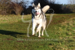 Alaskan Malamute