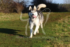 Alaskan Malamute