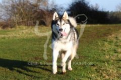 Alaskan Malamute