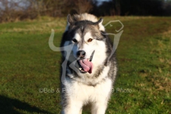 Alaskan Malamute