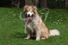 Alaskan Malamute