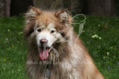 Alaskan Malamute