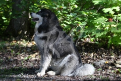 Alaskan Malamute