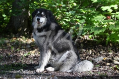 Alaskan Malamute