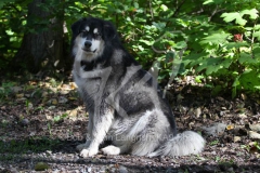 Alaskan Malamute