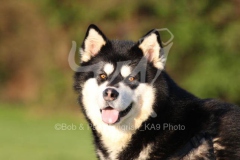 Alaskan Malamute