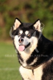 Alaskan Malamute