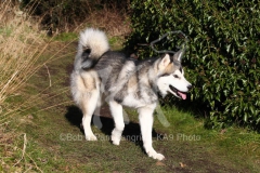 Alaskan Malamute