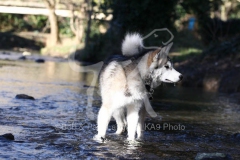 Alaskan Malamute