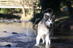 Alaskan Malamute