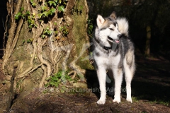 Alaskan Malamute