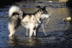 Alaskan Malamute