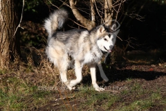 Alaskan Malamute