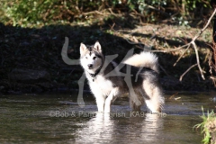 Alaskan Malamute