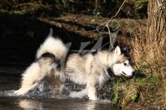 Alaskan Malamute