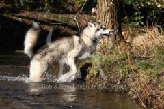 Alaskan Malamute