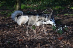 Alaskan Malamute