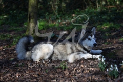 Alaskan Malamute