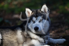 Alaskan Malamute