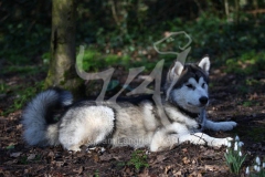 Alaskan Malamute