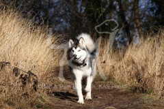 Alaskan Malamute