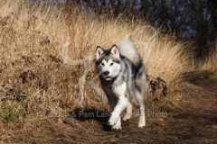 Alaskan Malamute