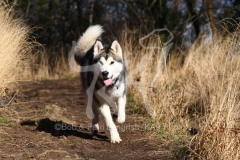 Alaskan Malamute