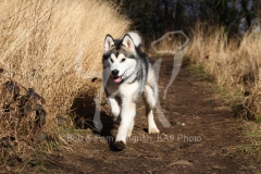 Alaskan Malamute