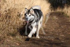 Alaskan Malamute