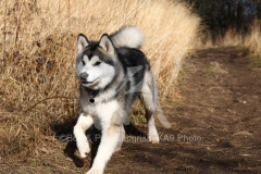 Alaskan Malamute