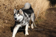 Alaskan Malamute