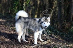 Alaskan Malamute