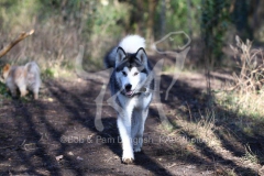 Alaskan Malamute