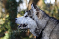 Alaskan Malamute