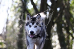 Alaskan Malamute