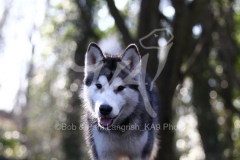 Alaskan Malamute