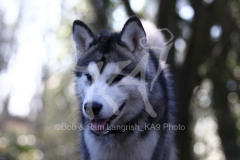 Alaskan Malamute