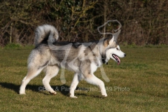 Alaskan Malamute