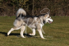 Alaskan Malamute