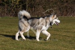 Alaskan Malamute