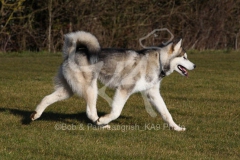 Alaskan Malamute