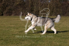 Alaskan Malamute