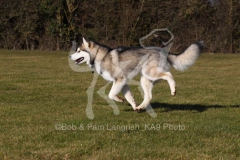 Alaskan Malamute