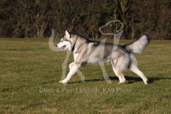 Alaskan Malamute