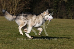 Alaskan Malamute