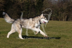 Alaskan Malamute