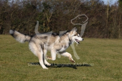 Alaskan Malamute