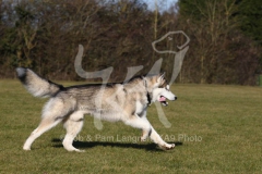 Alaskan Malamute