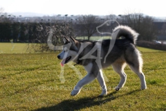 Alaskan Malamute